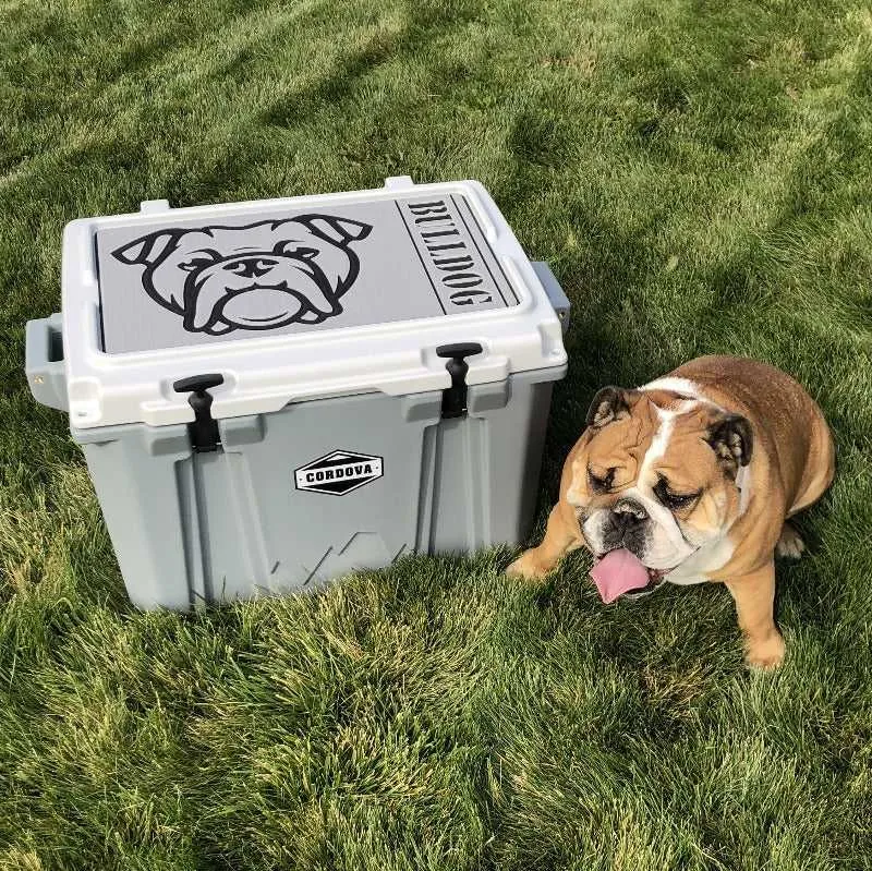 English Bulldog - SG/AQ